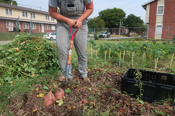 Harvesting sweet potatoes with a digging fork.