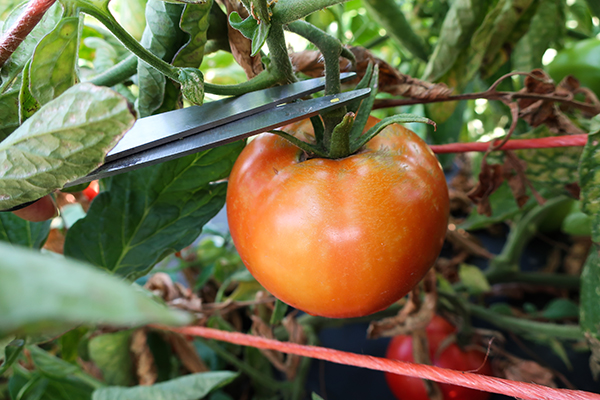 Harvesting tomato with scissors