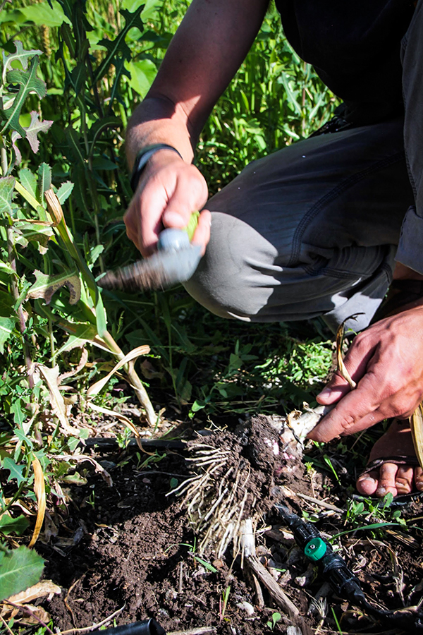 Harvesting garlic