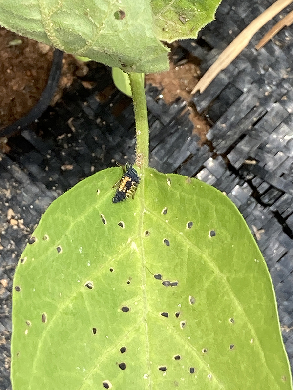 Lady Bug Larva on Eggplant Leaf Beneficial Insect