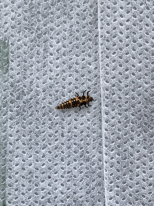 Lady Bug Larva Beneficial Insect on White Fabric