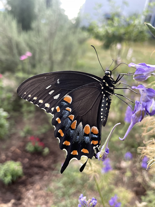 Spicebush Swallowtail Butterfly
