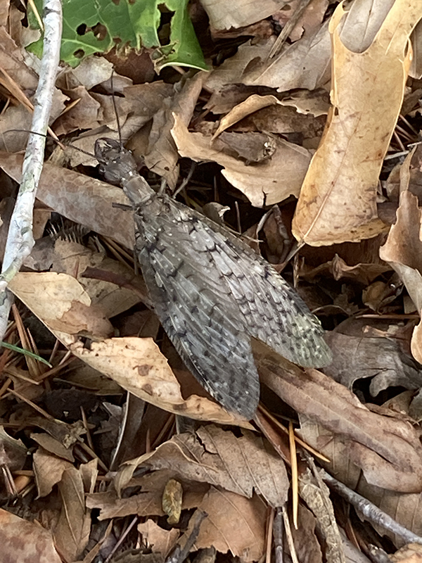 Eastern Dobson Fly Insect in Leaf Litter
