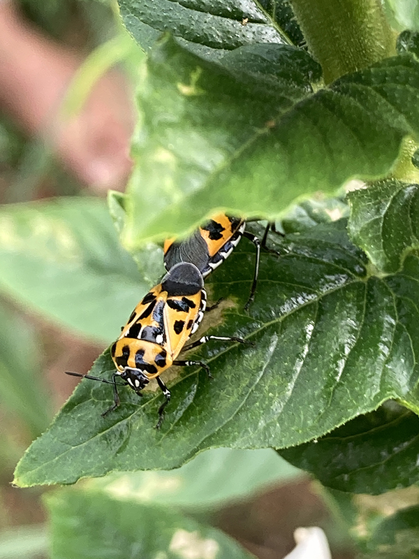 Harlequin Bugs Insect Pest