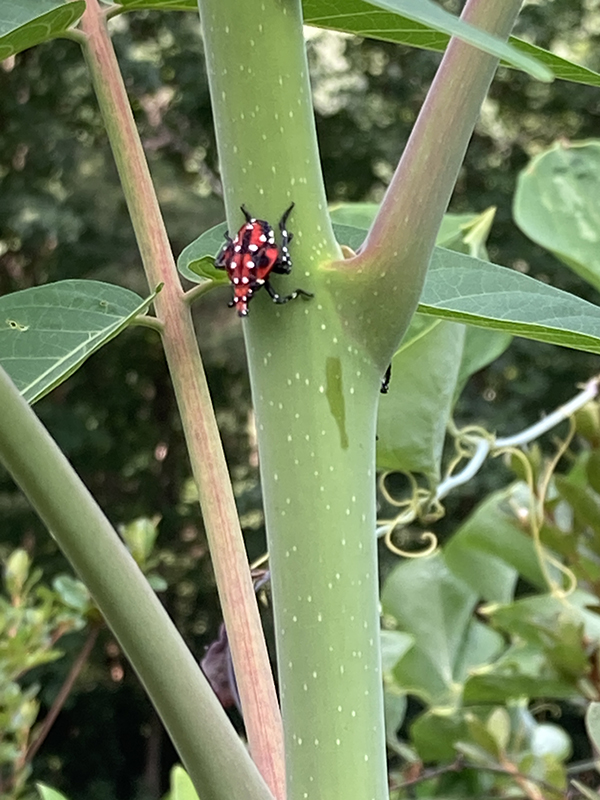 Spotted Lantern Fly Invasive Pest Insect