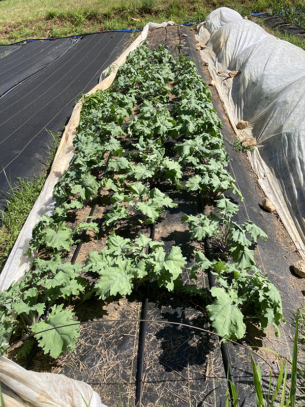 Red Russian Kale Undamaged Grown Under Row Cover Fabric