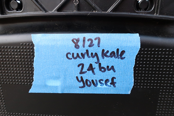 Kale box label made from blue masking tape.