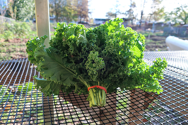 A bunch of kale.