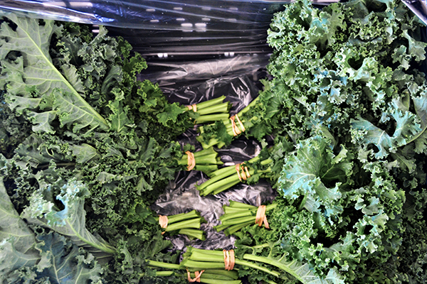Kale bunches in a crate wrapped with rubber bands.