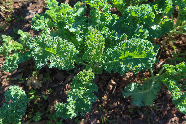 Kale in field