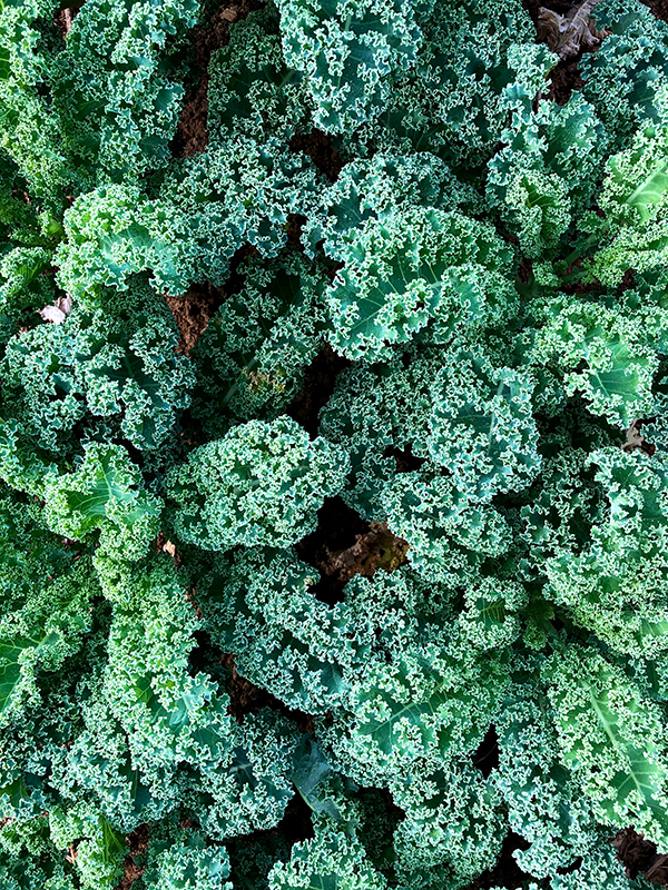 Curly kale in field close up.