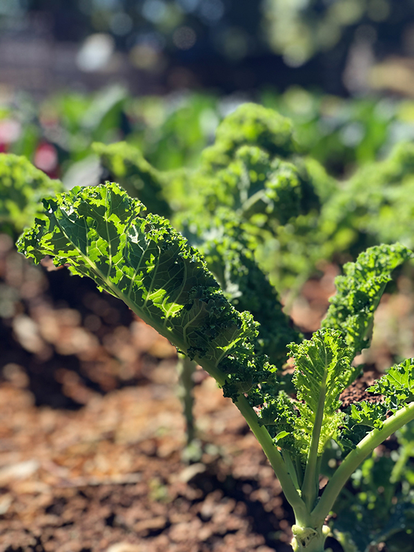 Kale in field.