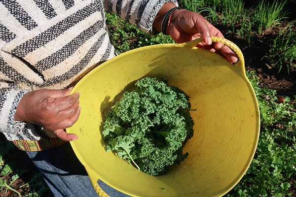 Kale in harvest bin