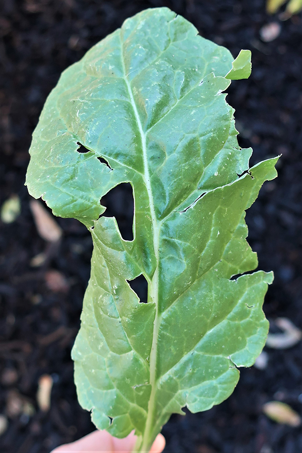 Kale with holes in it from pest damage.