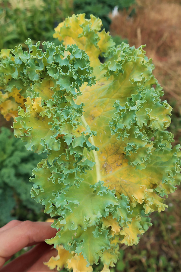 Kale with yellowed leaves.
