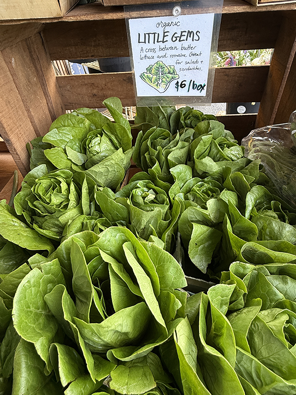 Little Gem Lettuces on Display at Farmers Market