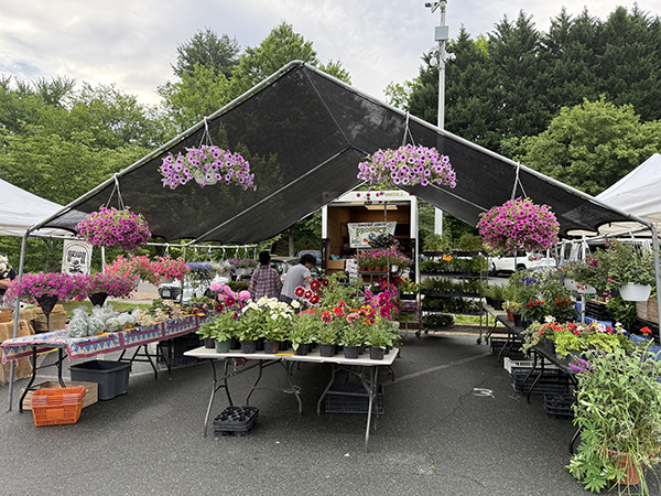 Beautiful Market Booth Seedlings Flowers Spring