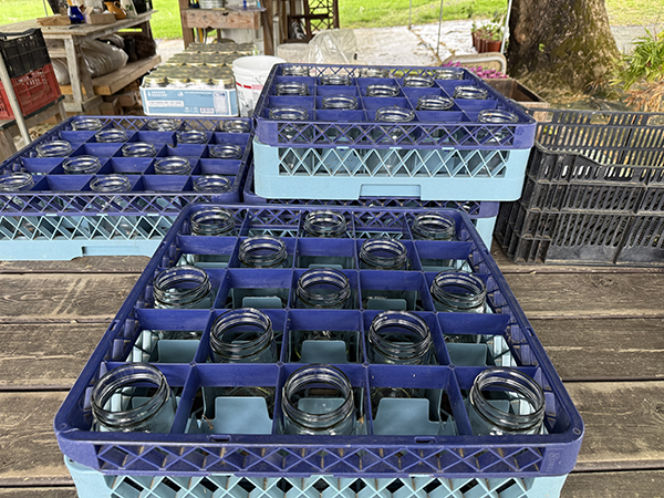 Mason Jar Vases Set Up for Transport of Flower Bouquets to Market