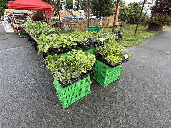 Vegetable Seedlings Display at Farmers Market