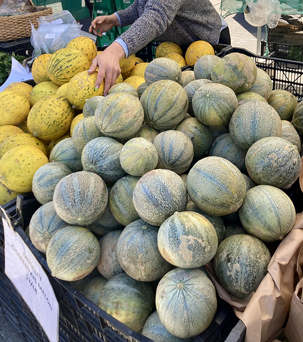 Charantais and Piel de Sapo Melons for Sale at Farmers Market