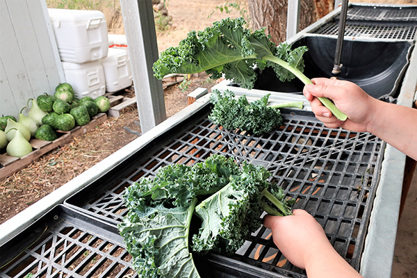 Making kale bunches over a wash station.