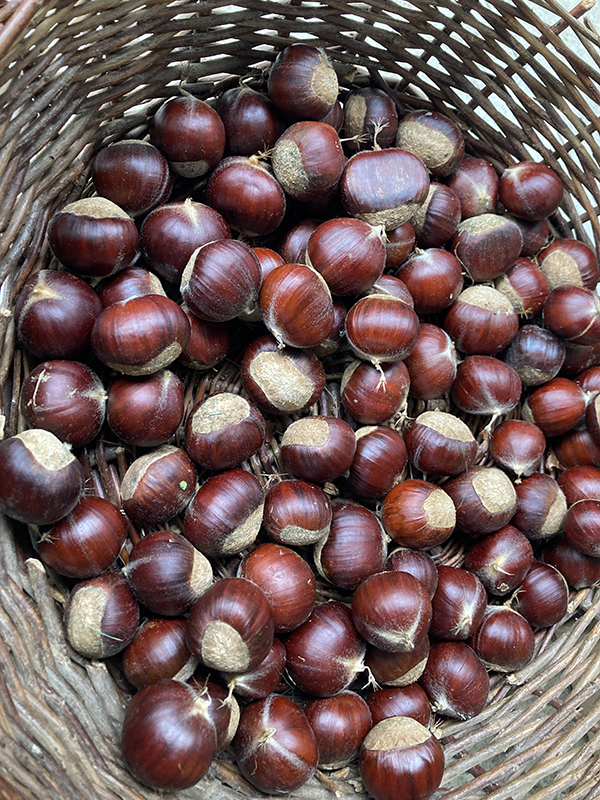 Chestnuts in Basket