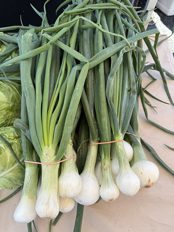 Spring Onions Bunched at Market