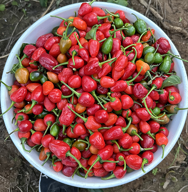 Hot Chiles Nepali Dalle Kohrsani Staked in the Field