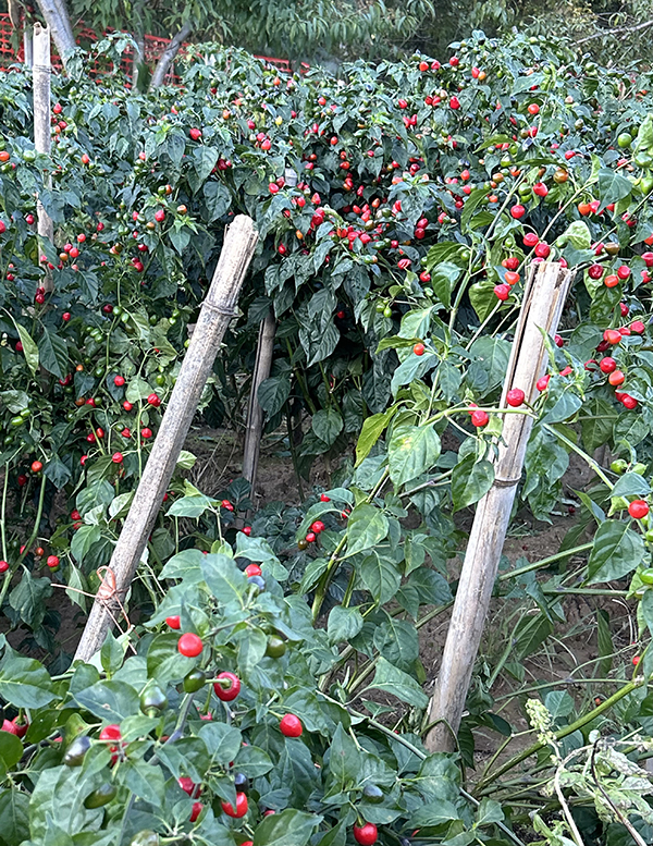Hot Chiles Nepali Dalle Kohrsani Growing in Field