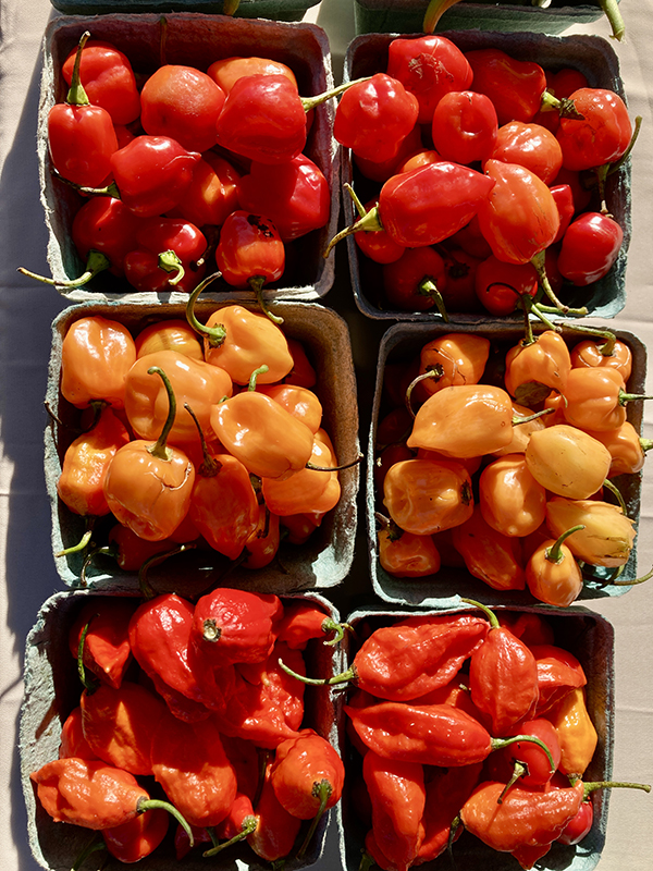 Hot Chiles in Pint Boxes at Farmers Market Scotch Bonnet Habanero Bhut Jolokia