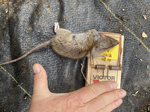 Dead Rat in Trap Pest Control