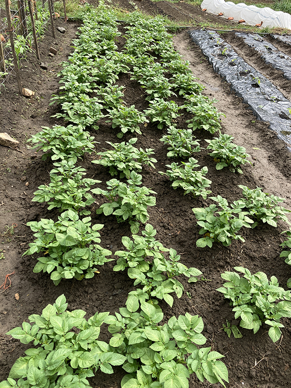 Potato Planting in Garden