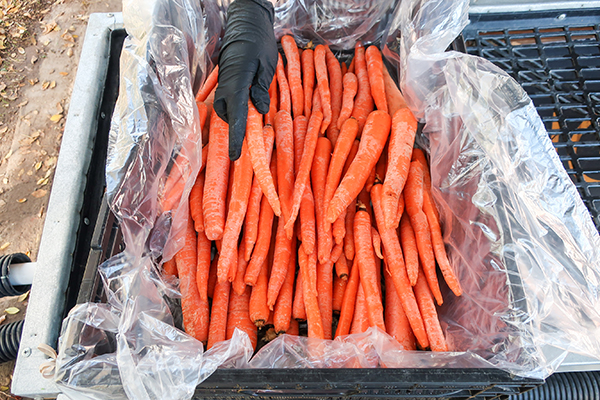 Covering carrots with plastic liner.