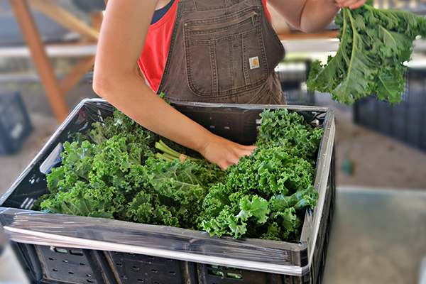 Packing kale in a crate.