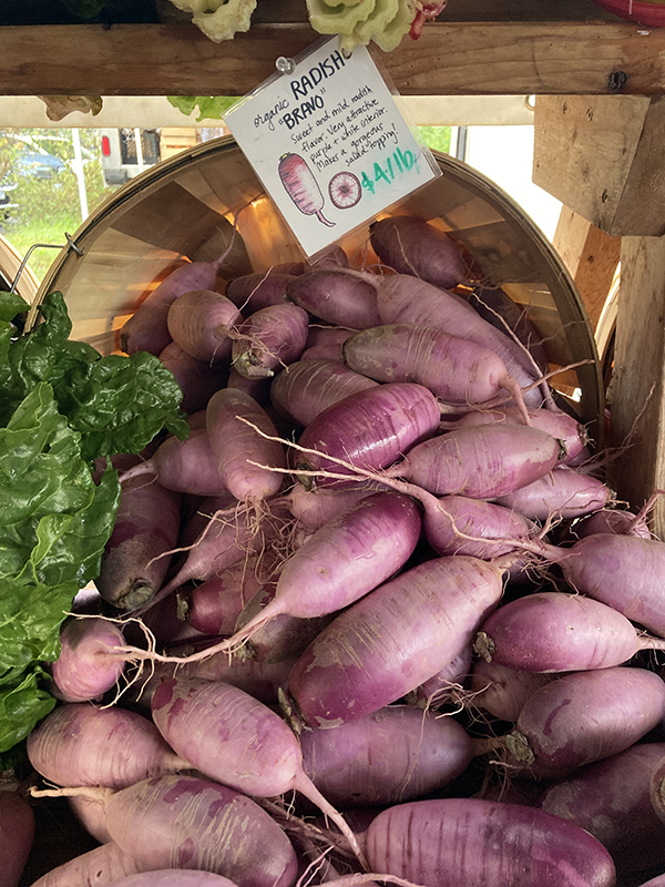 Daikon Radhishes Bravo Purple at Market