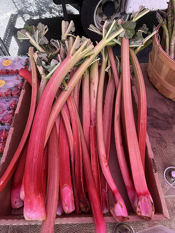 Red Rhubarb Stems at Farmers Market