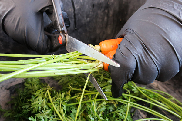 Cutting away carrot tops with scissors.