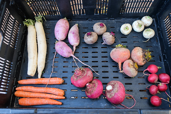 Variety of root crops. Daikon radish, beets, golden beets, radishes, carrots and turnips.