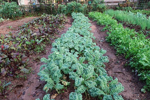 Rows of kale, cilantro, beets, onions.