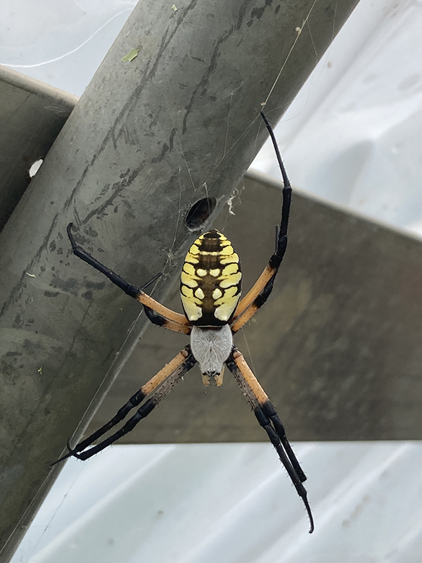 Garden Spider in Hoophouse Beneficial