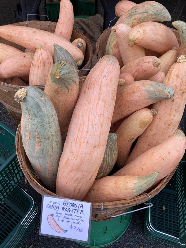 Winter Squash Candy Roaster in Bushel Basket at Market