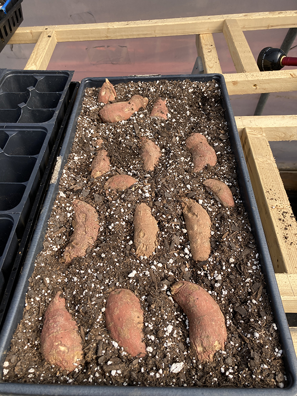 Sweet Potato Slices in Soil Filled Tray to Grow Slips