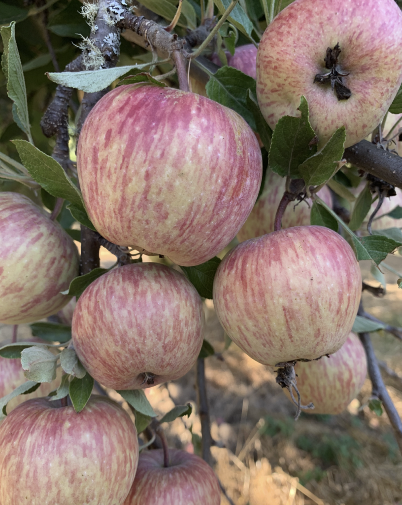 APPLES on a Gravenstein Tree Ripe and ready to harvest