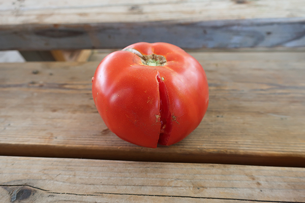 Split tomato