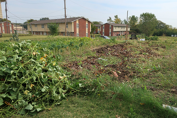 Sweet potato harvest, leaves removed.