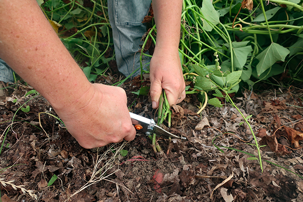 Sweet potatoes, removing vines.
