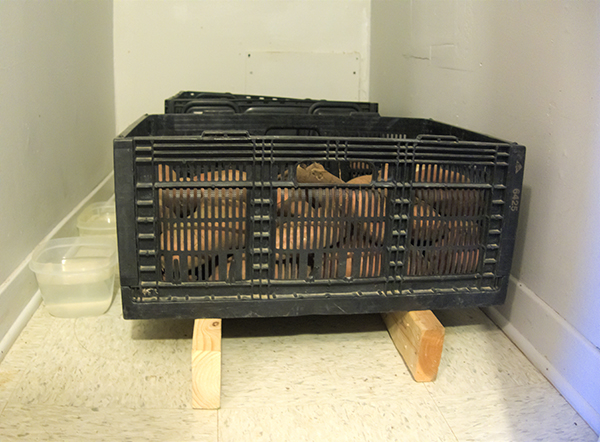 Sweet potato storage