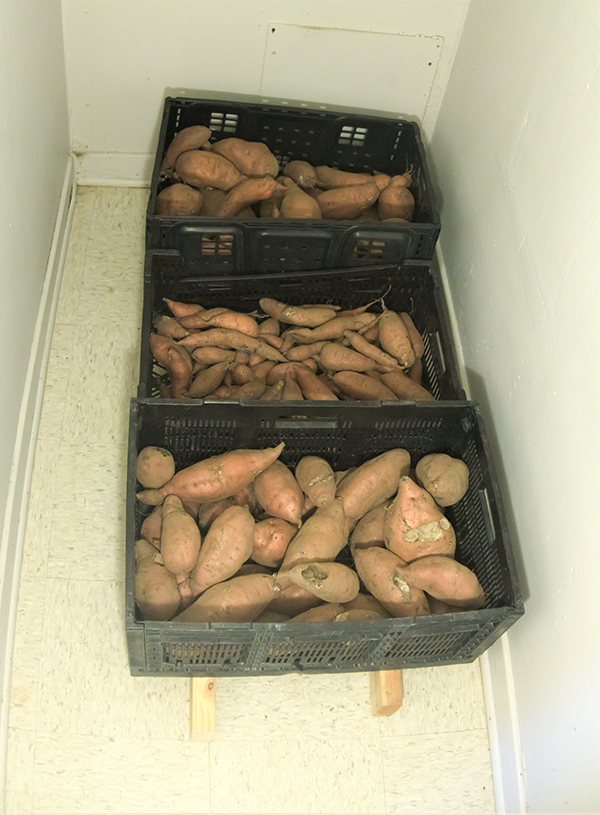 Sweet potatoes, stored in crates.