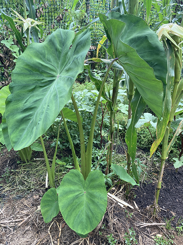 Taro Plant Arrowroot in Field