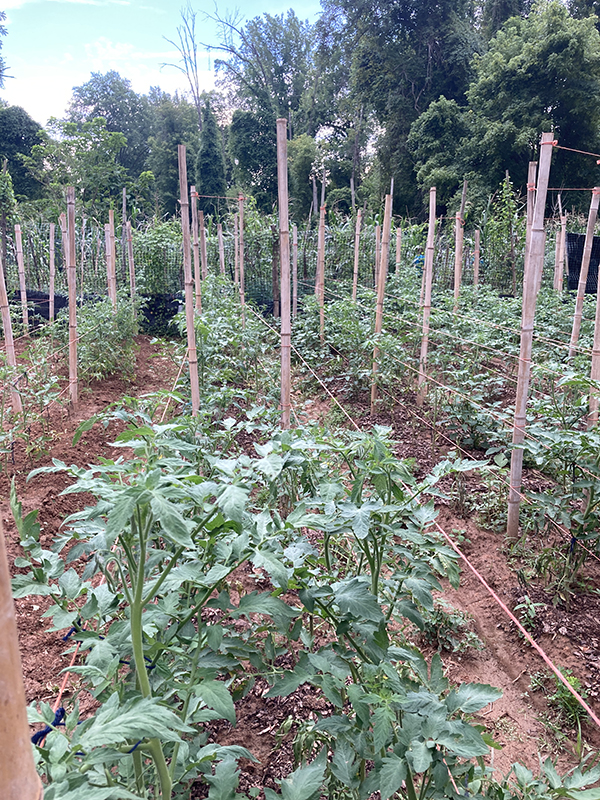 Tomato Staking System with Bamboo and Twine